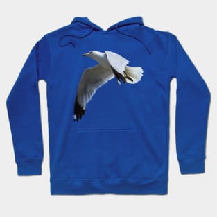 Ring-Billed Gull in Flight Hoodie